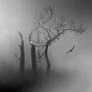 Lone Bird : Arbres brumeux - Margaret Halaby