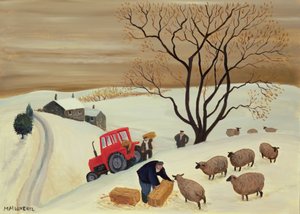 Apporter du foin aux moutons en tracteur