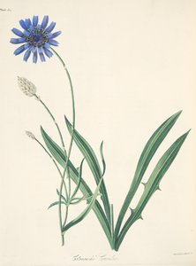 Catananche bleue, des Illustrations florales des saisons, pub. 1829 - Margaret Roscoe