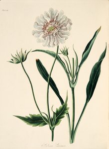 Scabieuse du Caucase, des Illustrations florales des saisons, pub. 1829