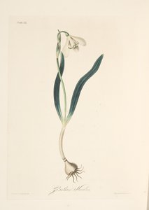 Perce-neige commun, des Illustrations florales des saisons, pub. 1829 - Margaret Roscoe