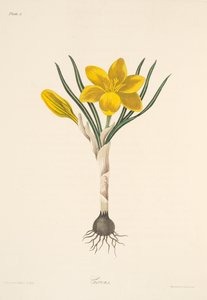 Crocus jaune commun, des Illustrations florales des saisons, pub. 1829
