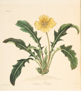 Onagre à feuilles de pissenlit, des Illustrations florales des saisons, pub. 1829
