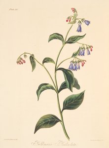 Pulmonaire paniculée, des Illustrations florales des saisons, pub. 1829 - Margaret Roscoe
