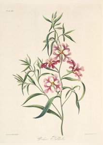 Clarkia élégante, des Illustrations florales des saisons, pub. 1829