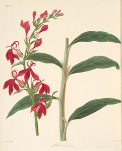 Lobélie resplendissante, des Illustrations florales des saisons, pub. 1829