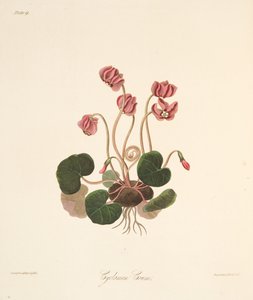 Cyclamen à feuilles rondes, des Illustrations florales des saisons, pub. 1829