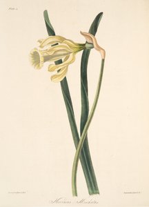 Narcisse espagnol, des Illustrations florales des saisons, pub. 1829