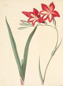Superbe Glaïeul, des Illustrations florales des saisons, pub. 1829 - Margaret Roscoe