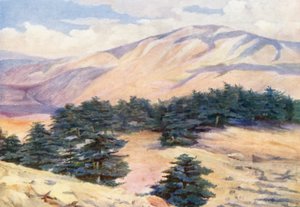 Vue générale des cèdres et Dehr el Kodib - Margaret Thomas