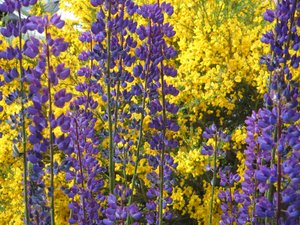 Lupins sur la Terre de Feu