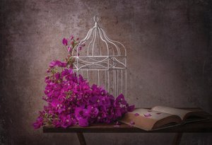 Bougainvillier rustique et livre