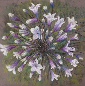 Agapanthes - Margo Starkey
