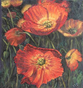 Premières coquelicots
