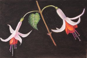 Fuchsias de mon jardin - Margo Starkey