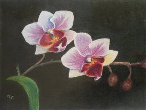 Orchidée dans ma chambre - Margo Starkey