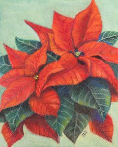 Poinsettias, 2022