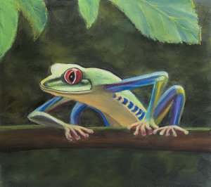 Grenouille arboricole - Margo Starkey