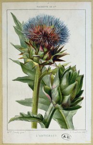 Artichaut, planche botanique, gravée par E. Fraillery - Marguerite Buret