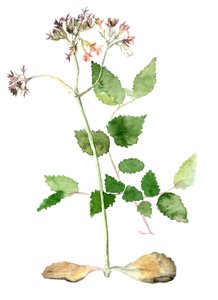 Fleurs, 2018