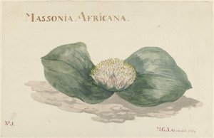 Fleur Massonia Africana - Maria Geertruida Barbiers Snabilié