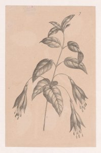 Branche avec des fleurs - Maria Geertruida de Goeje Barbiers (attributed to)