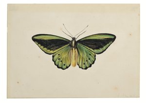 Papillon, Ornithoptère Priamus - Maria Margaretha van Os