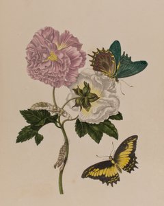 Illustration de 
