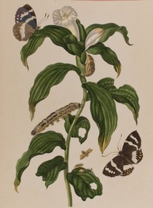 Illustration de 