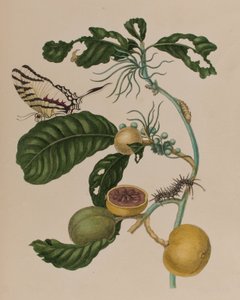 Illustration de 