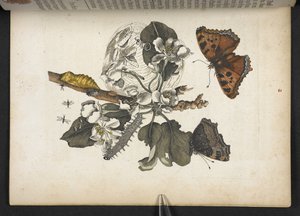 Papillons, chenilles et cocon, de 