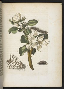 La merveilleuse transformation des chenilles et leur nourriture florale... - Maria Sibylla Merian