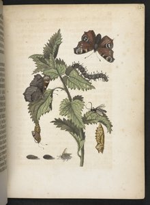 La merveilleuse transformation des chenilles et leur nourriture florale...