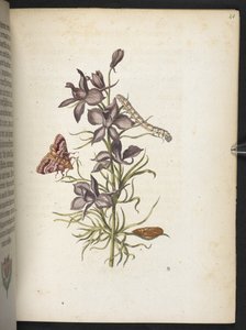 La merveilleuse transformation des chenilles et leur nourriture florale... - Maria Sibylla Merian