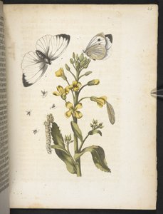La merveilleuse transformation des chenilles et leur nourriture florale...
