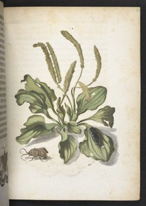 La merveilleuse transformation des chenilles et leur nourriture florale...