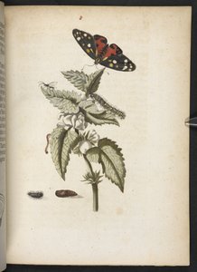 La merveilleuse transformation des chenilles et leur nourriture florale...