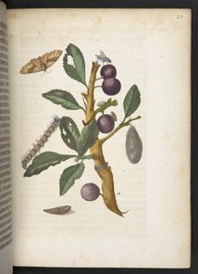 La merveilleuse transformation des chenilles et leur nourriture florale... - Maria Sibylla Merian