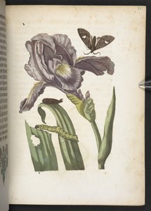 La merveilleuse transformation des chenilles et leur nourriture florale... - Maria Sibylla Merian
