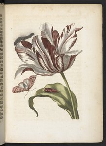 La merveilleuse transformation des chenilles et leur nourriture florale... - Maria Sibylla Merian