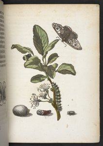 La merveilleuse transformation des chenilles et leur nourriture florale...