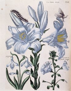 Lys blanc droit et bord à longues feuilles - dans « Histoire générale des insectes de Surinam et de toute l