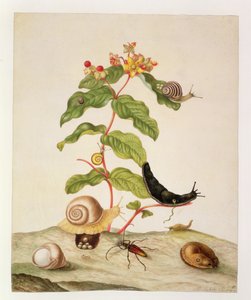 No.1146c Hypericum Baxiforum avec escargots et un coléoptère, 1695