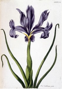 Image inconnue - Maria Sibylla Merian