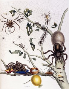 Divers arachnides d
