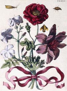 Divers insectes et fleurs européens
