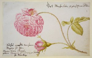 Feuille d