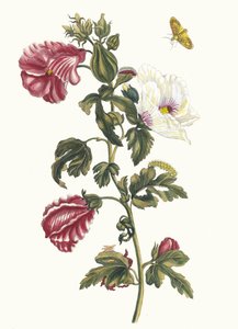 Althea. Du Livre Metamorphosis insectorum Surinamensium, 1705