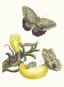 Baccores. Du livre Metamorphosis insectorum Surinamensium, 1705