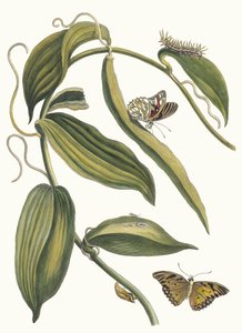 Banille. Du livre Metamorphosis insectorum Surinamensium, 1705 - Maria Sibylla Merian